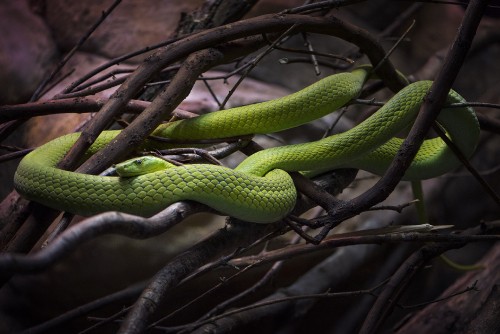 Image green snake on brown tree branch