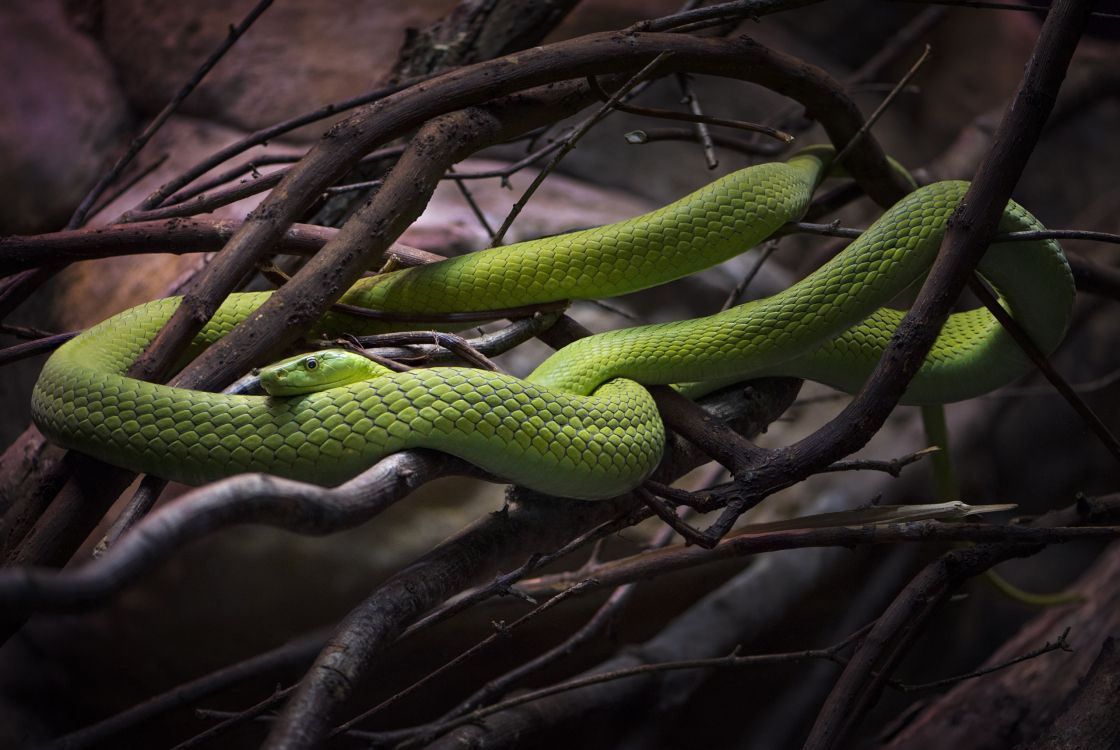 green snake on brown tree branch