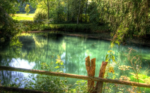 Image green trees beside body of water during daytime