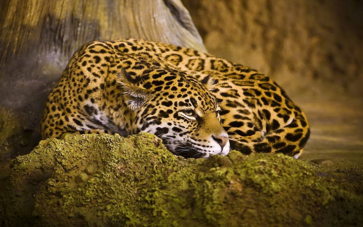 Leopardo Marrón y Negro Acostado Sobre Roca Marrón. Wallpaper in 1920x1200 Resolution