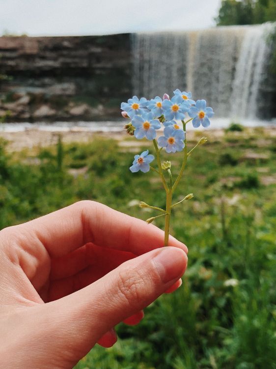 Flore, la Floraison de la Plante, Sciences, Physique, Biologie. Wallpaper in 3024x4032 Resolution