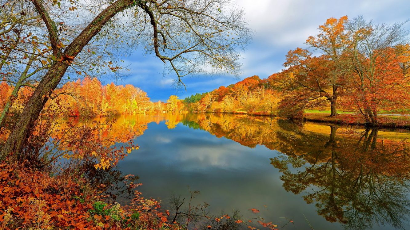 brown trees near lake under blue sky during daytime