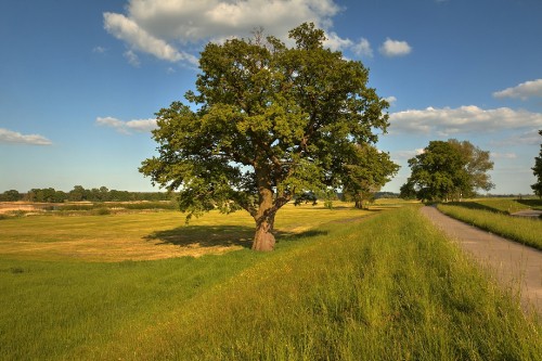 Image green tree on green grass field under blue sky during daytime