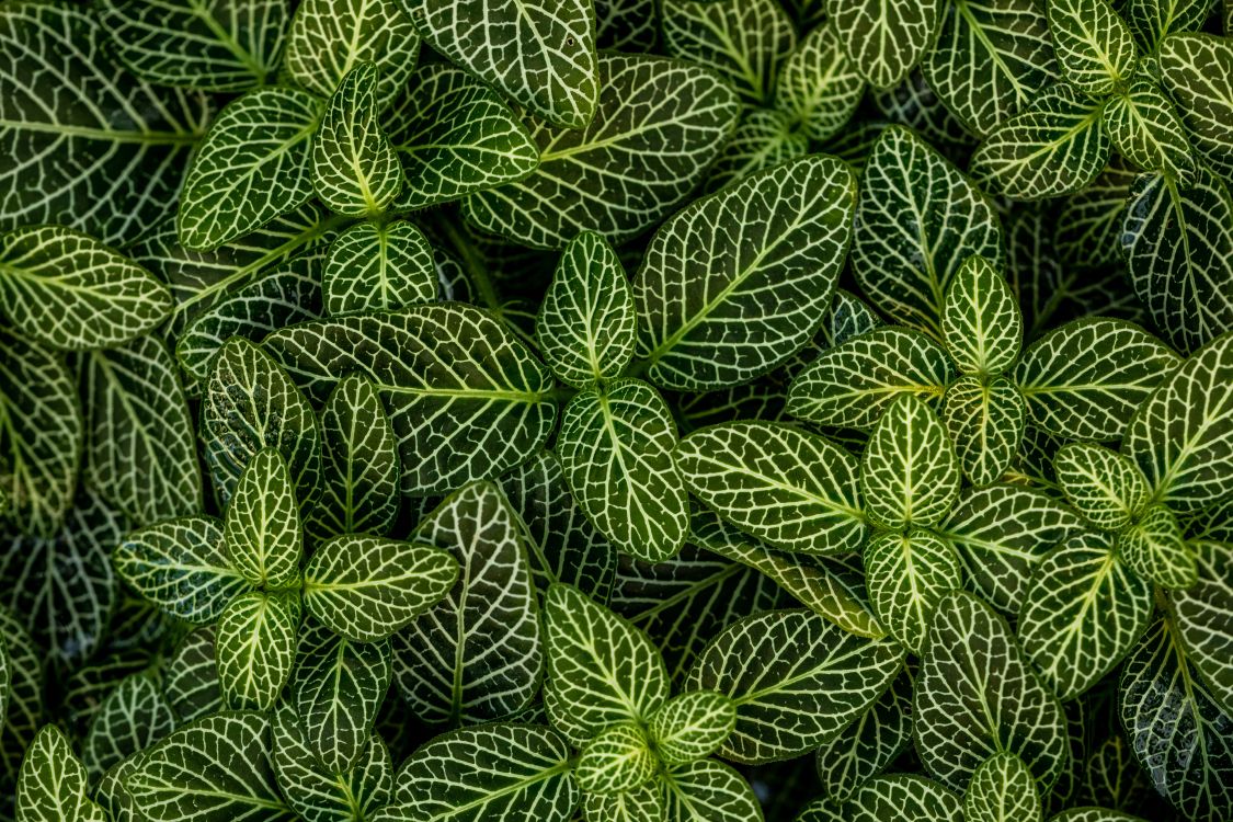 Plants, Leaf, Green, Pattern, Vegetation. Wallpaper in 6720x4480 Resolution