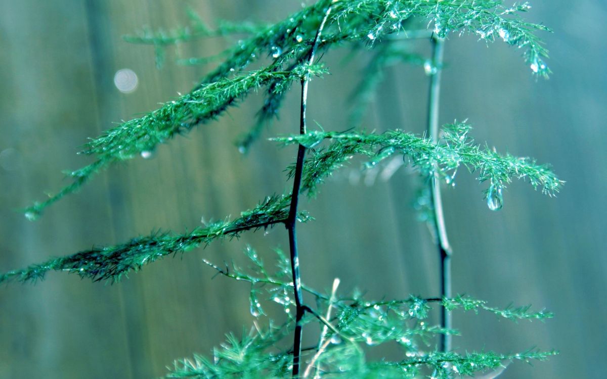 green plant in close up photography