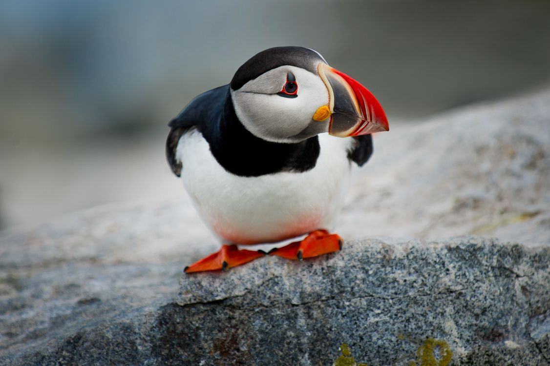 white and black bird on gray rock