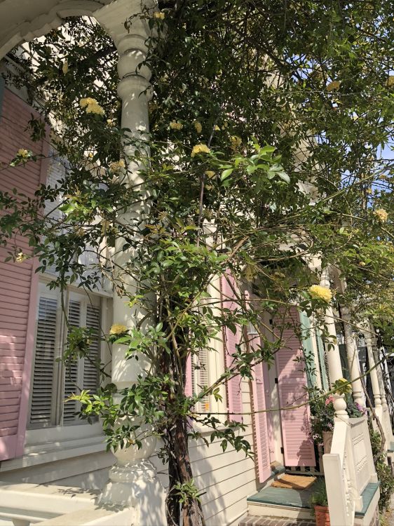 Physique, Sciences, Arch, Rameau. Wallpaper in 1536x2048 Resolution