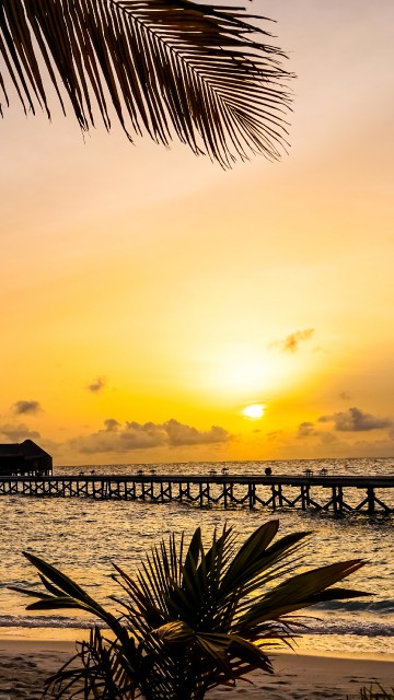 Image palm tree near sea during sunset
