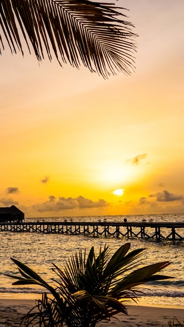 Image palm tree near sea during sunset