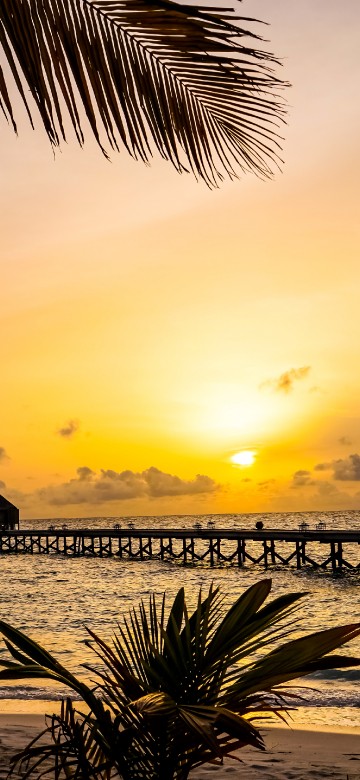 Image palm tree near sea during sunset