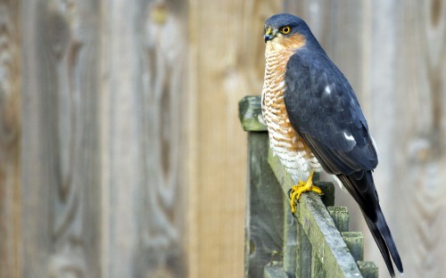 Image brown and black bird on brown wooden fence during daytime