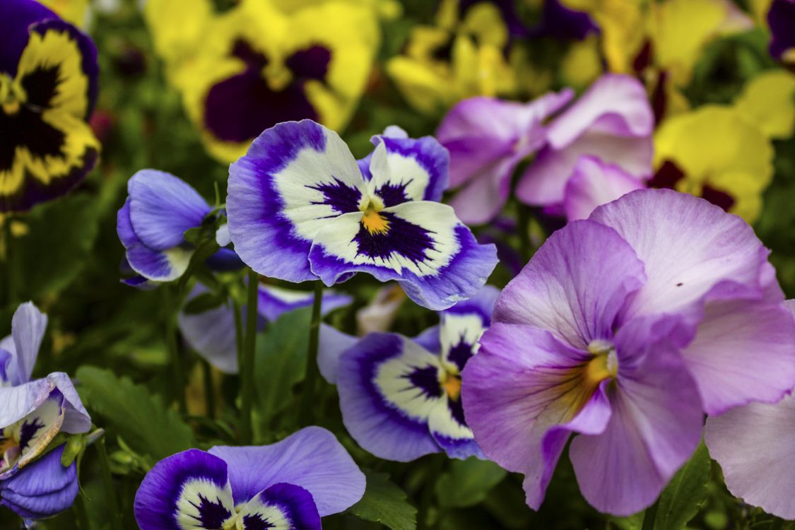 Pansy, Plante Annuelle, Purple, Botanique, Blue. Wallpaper in 4440x2960 Resolution