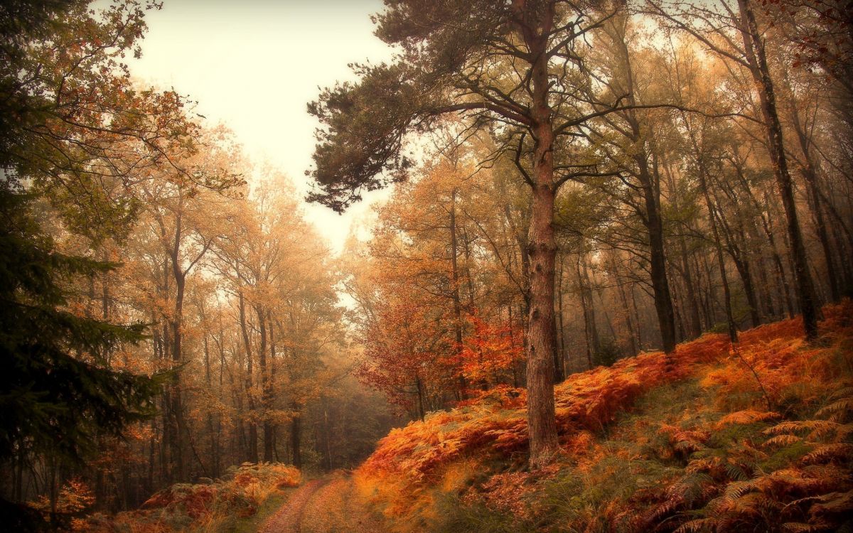 brown trees on brown field during daytime