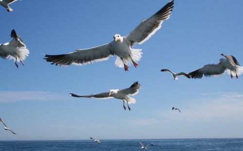 Image white and black birds flying over the sea during daytime