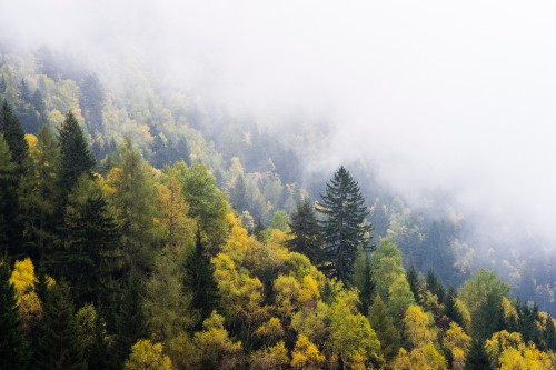 Image green trees on mountain during daytime