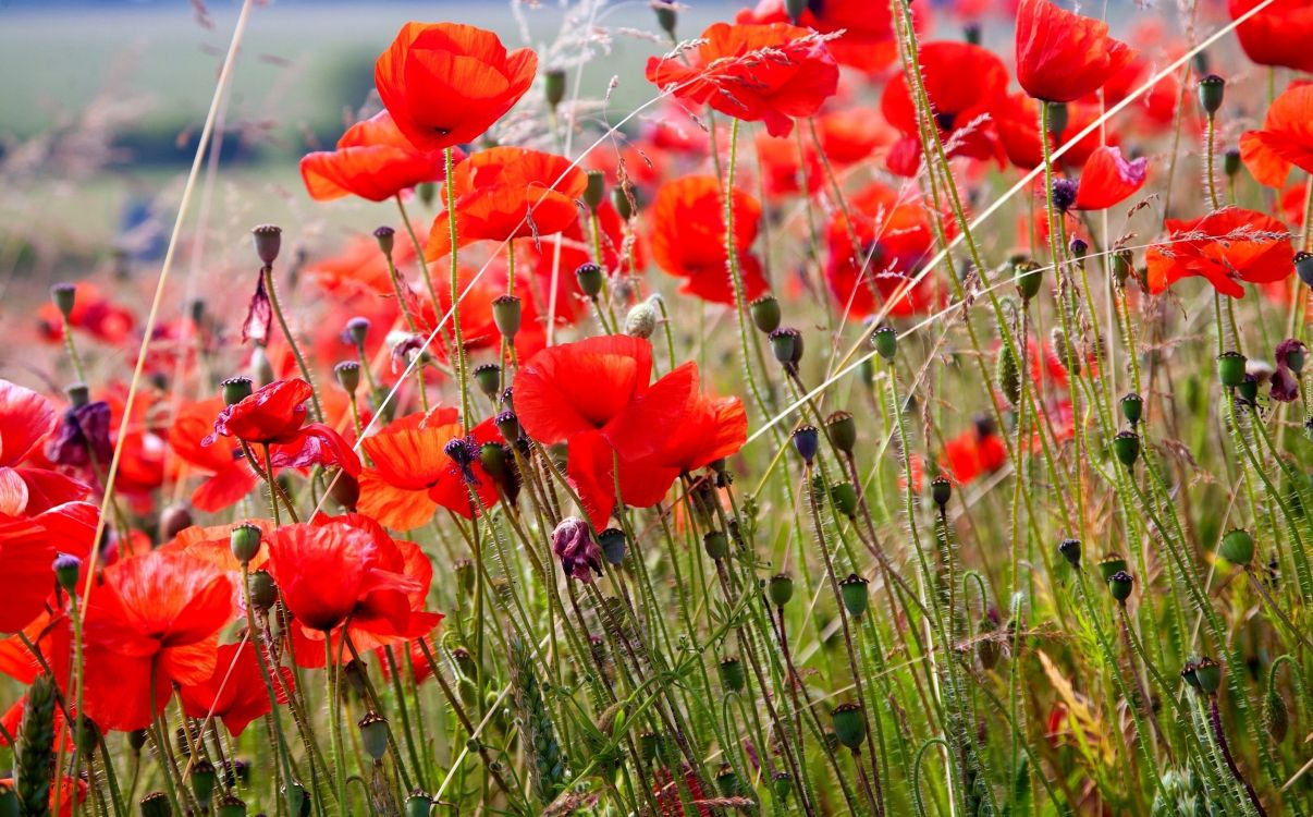 Fleurs Rouges Sur Terrain D'herbe Verte Pendant la Journée. Wallpaper in 3200x1990 Resolution