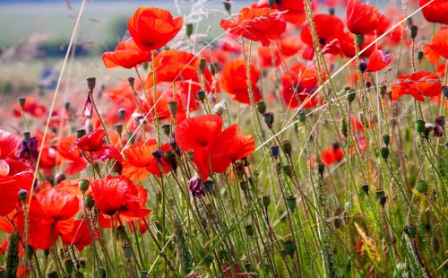 Image red flowers on green grass field during daytime