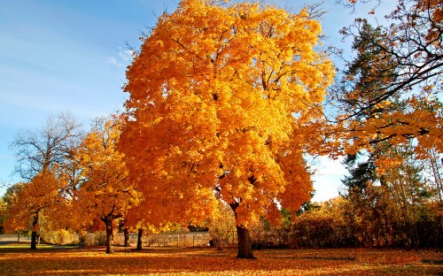 Image brown leaf trees under blue sky during daytime