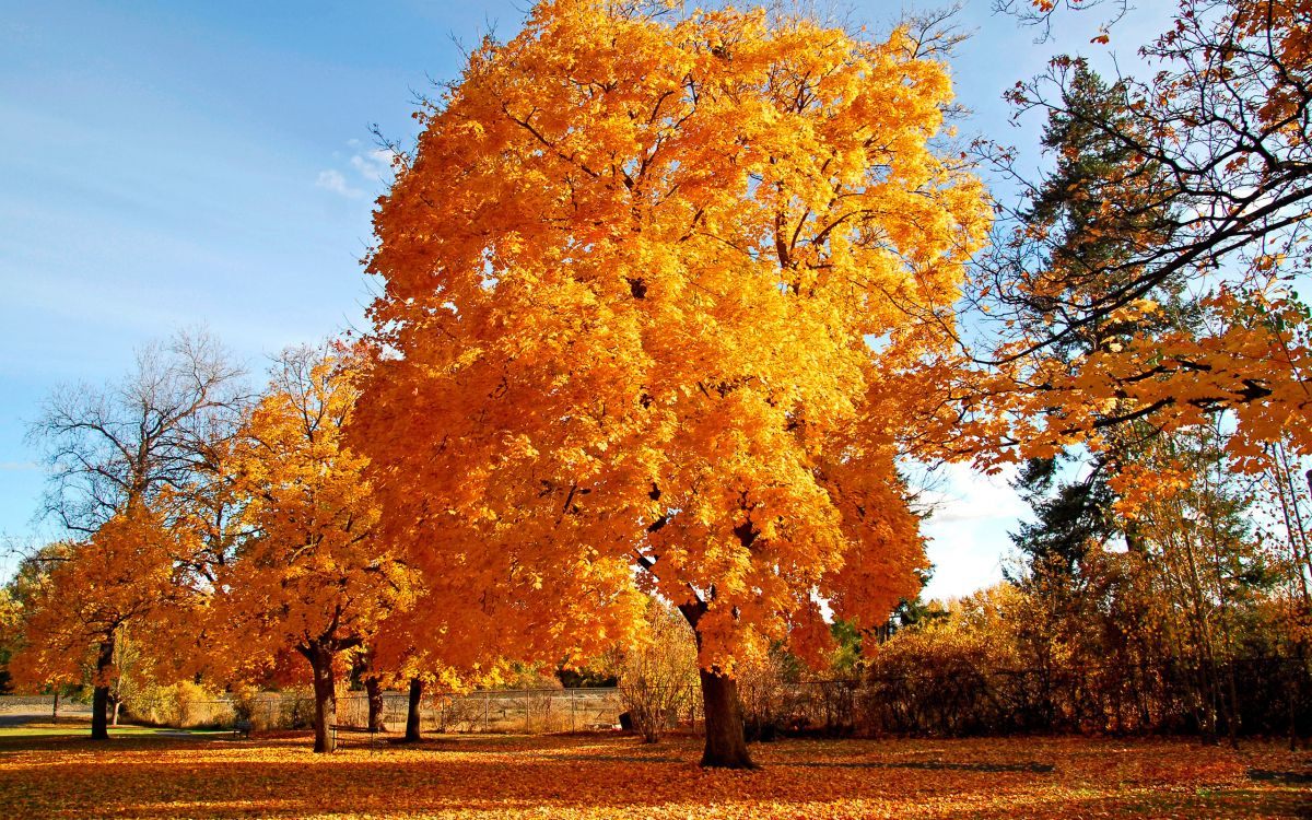 brown leaf trees under blue sky during daytime