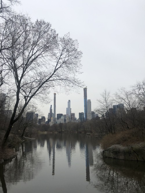 Image central park, empire state building, branch, reflection, waterway