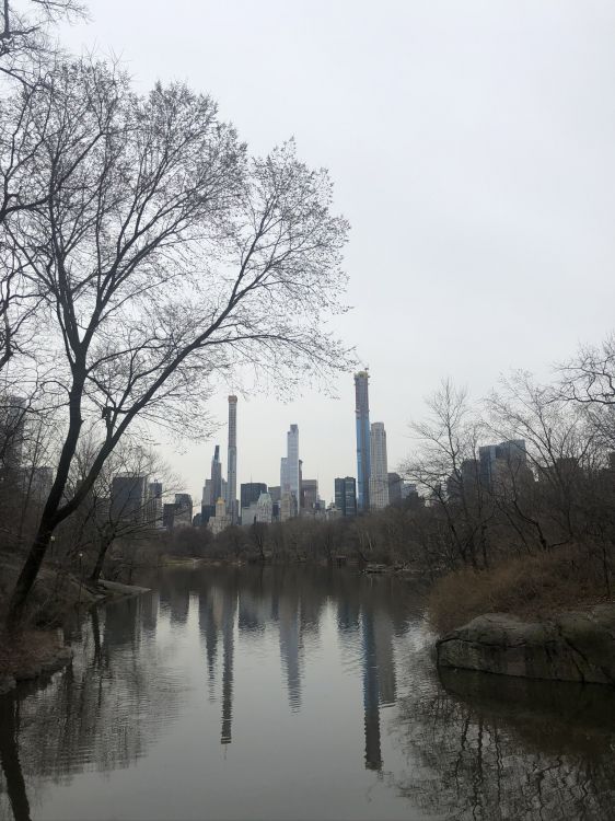 central park, empire state building, branch, reflection, waterway