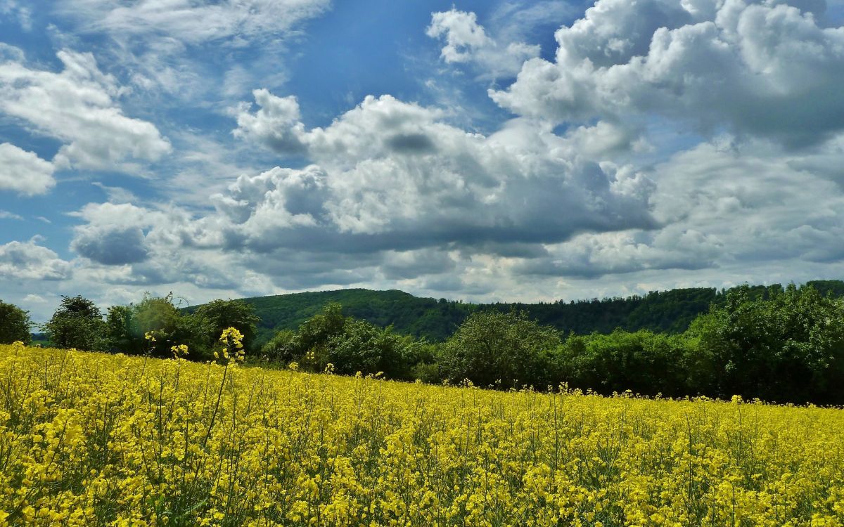 Gelbes Blumenfeld Unter Weißen Wolken Und Blauem Himmel Tagsüber. Wallpaper in 2560x1600 Resolution