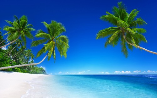 Image green palm tree on white sand beach during daytime