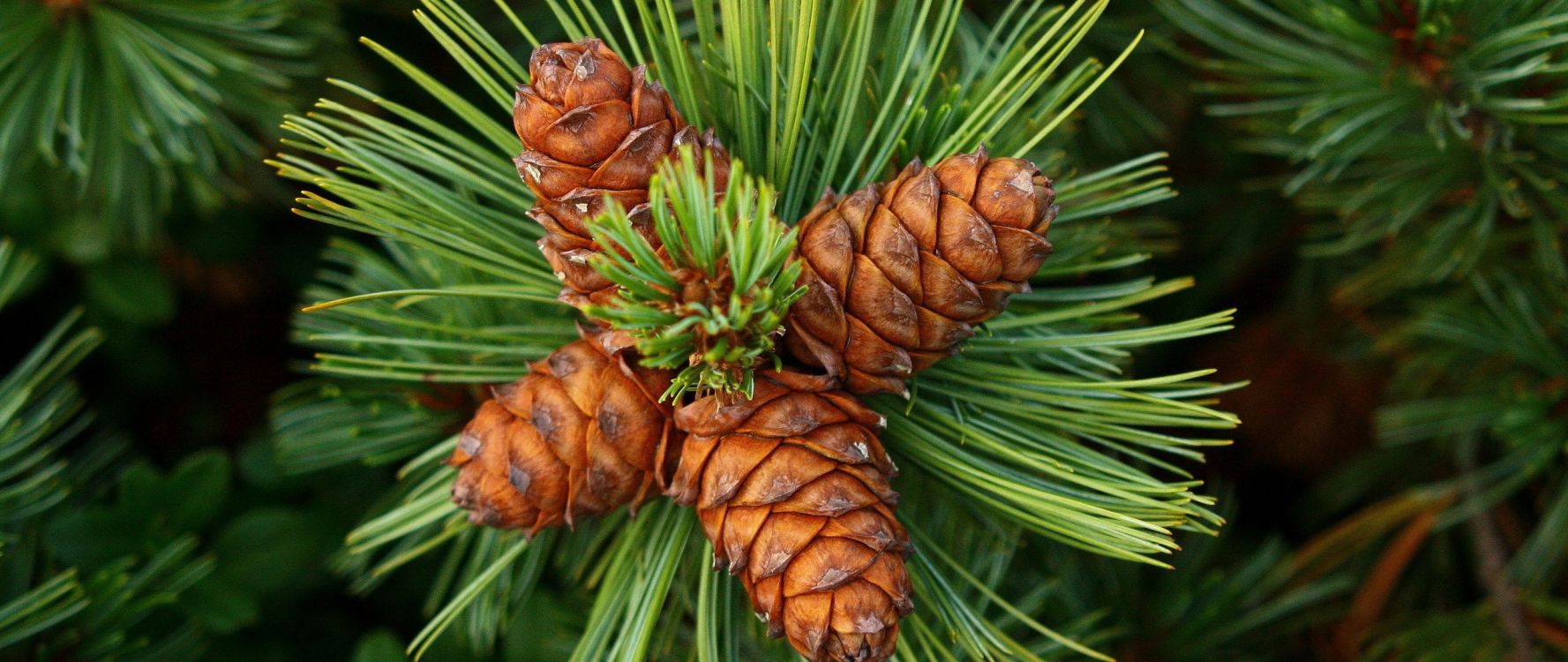 Planta Marrón y Verde Durante el Día.. Wallpaper in 2560x1080 Resolution