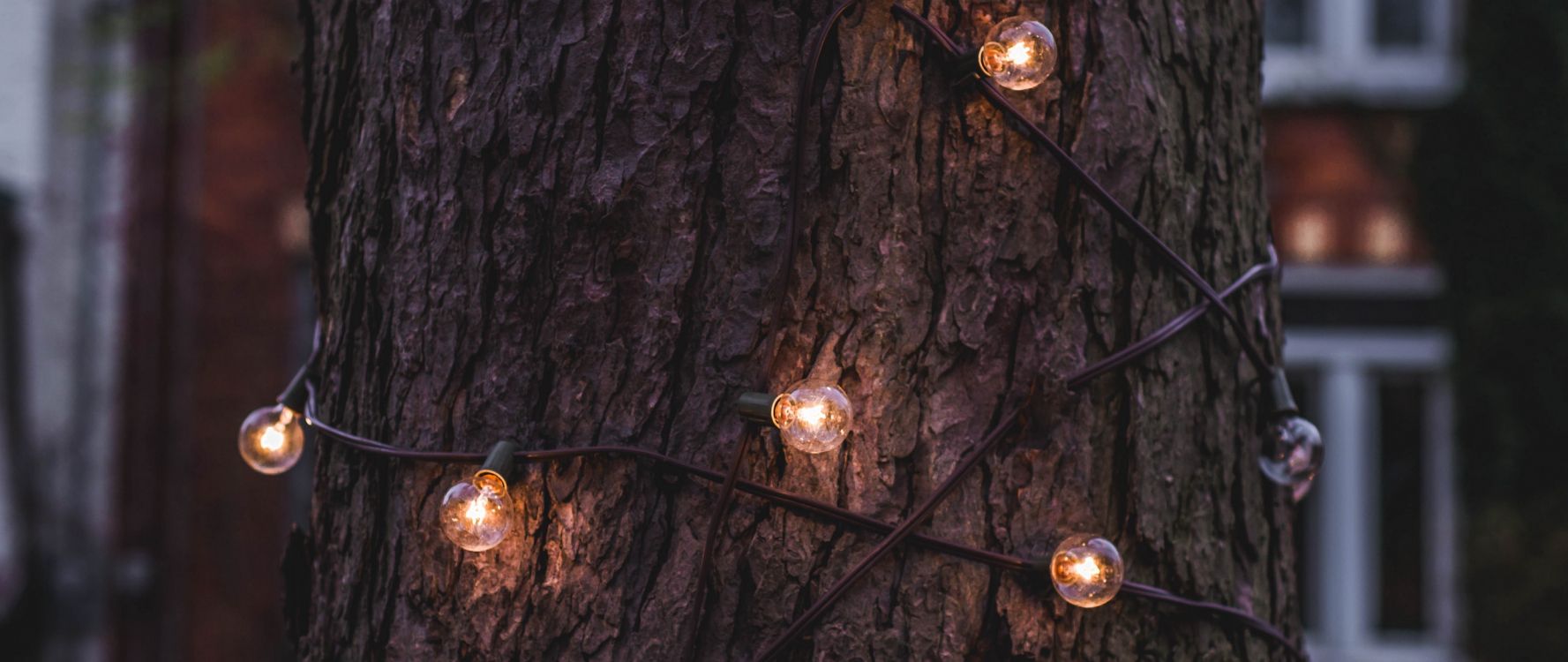 Glühlampe, Weihnachtsbeleuchtung, Baum, Licht, Branch. Wallpaper in 2560x1080 Resolution