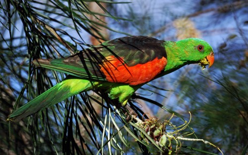 Image green orange and black bird on tree branch