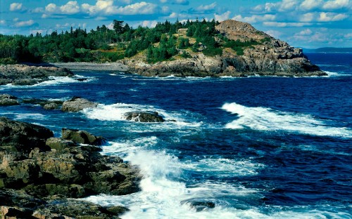 Image green trees on rocky shore during daytime