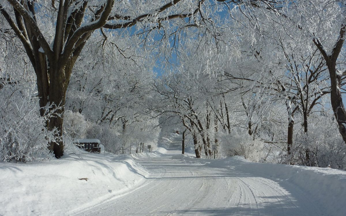 Route Couverte de Neige Entre Les Arbres Pendant la Journée. Wallpaper in 2560x1600 Resolution