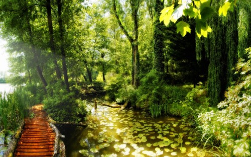 Image green trees beside river during daytime