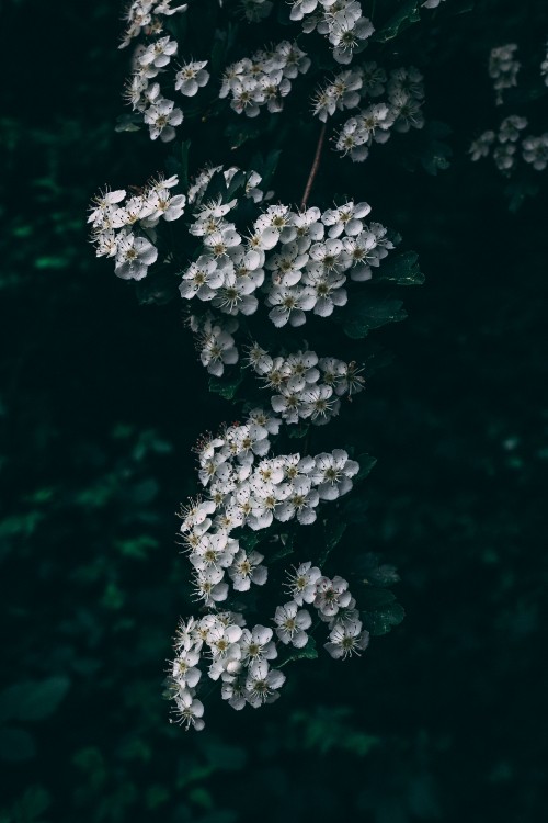 Image white flowers in tilt shift lens