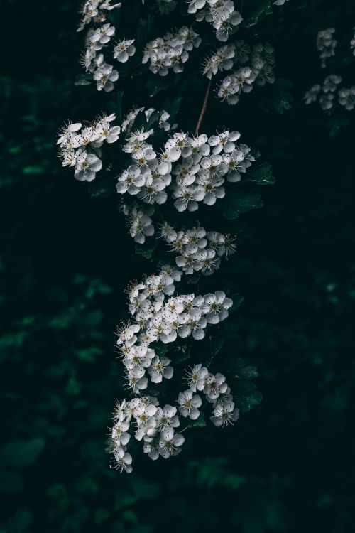 white flowers in tilt shift lens