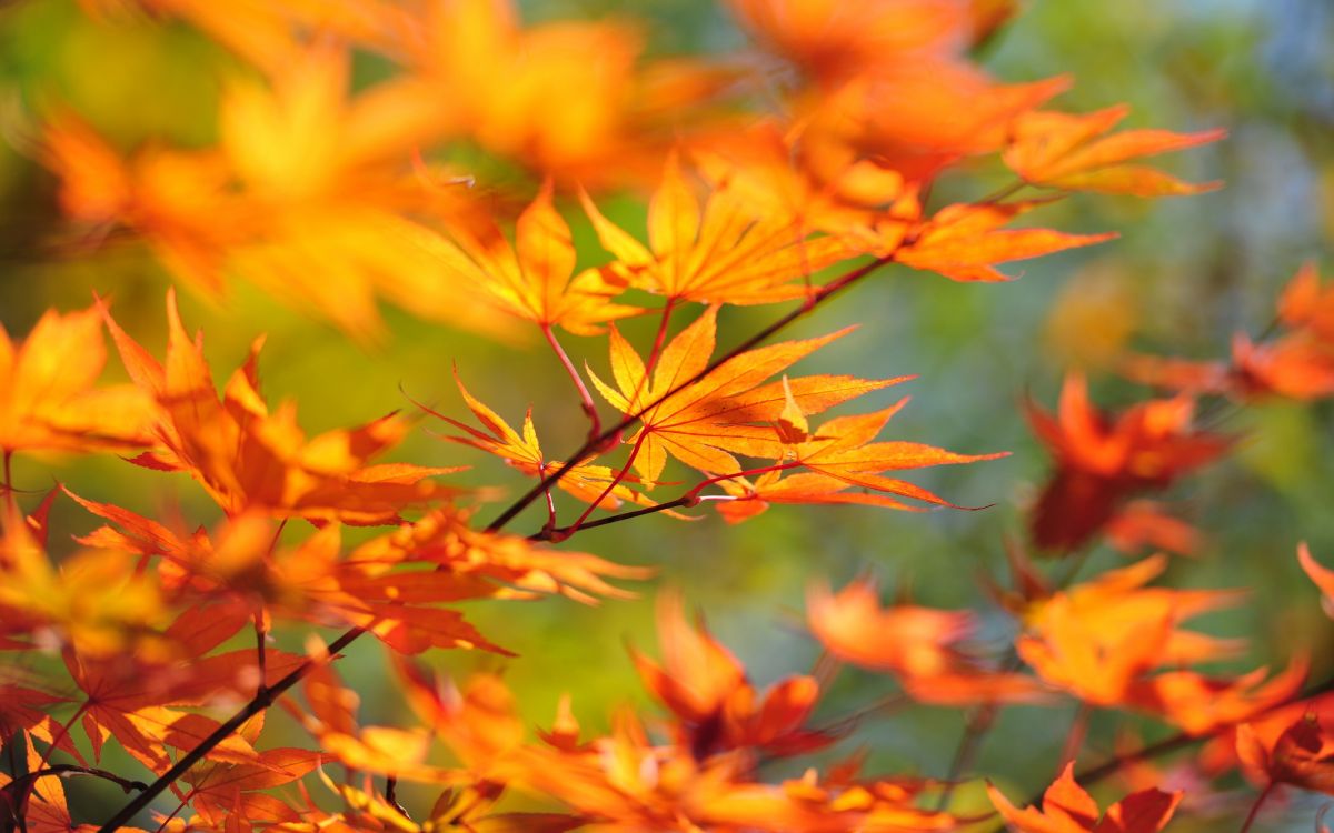 yellow and brown leaves during daytime