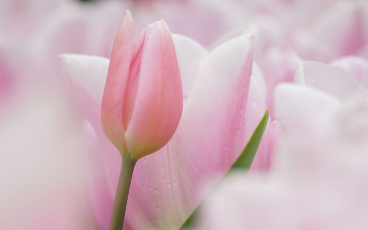 Pink Tulip in Bloom During Daytime. Wallpaper in 3840x2400 Resolution