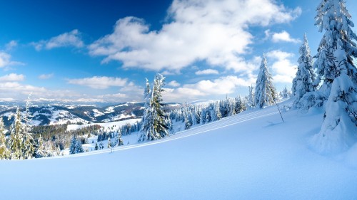 Image green pine tree on snow covered ground under white clouds and blue sky during daytime