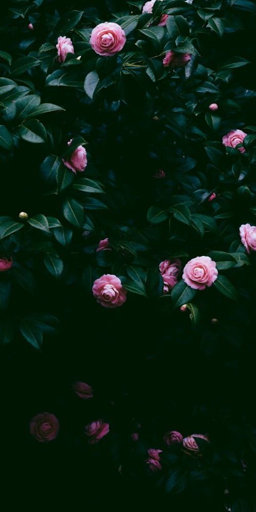 Image flower, pink, rose, green, leaf