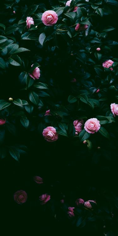 Wallpaper Flower, Pink, Rose, Green, Leaf, Background - Download Free Image