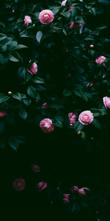 Pink, Rose, Gr, Blatt, Wasser. Wallpaper in 1748x3496 Resolution