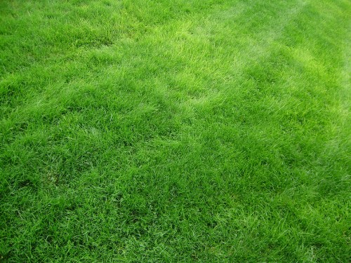 Image green grass field during daytime