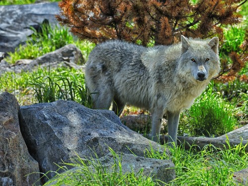 Image gray wolf on gray rock