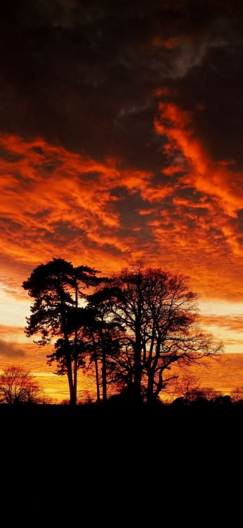剪影, 气氛, 生态区, 自然景观, 自然环境 壁纸 1080x2340 允许