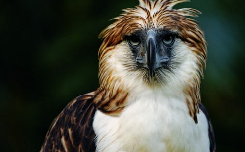 Image brown and white eagle in close up photography during daytime