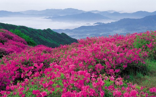 Image pink flower field near mountains during daytime