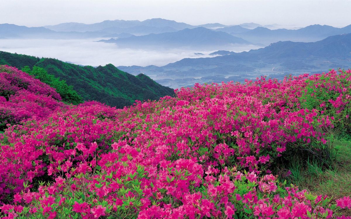 pink flower field near mountains during daytime