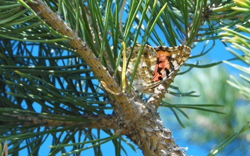 Image brown and black butterfly on brown tree branch