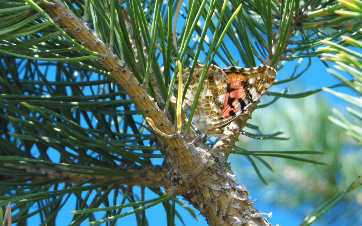 brown and black butterfly on brown tree branch