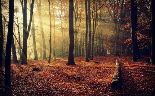 Image brown dried leaves on ground with trees